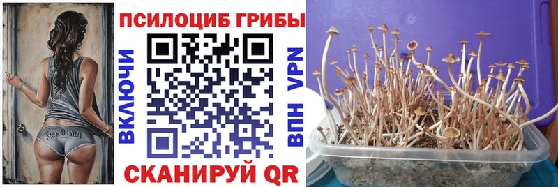 Купить закладки  Плавск  Галлюциногенные грибы MAGIC MUSHROOMS 